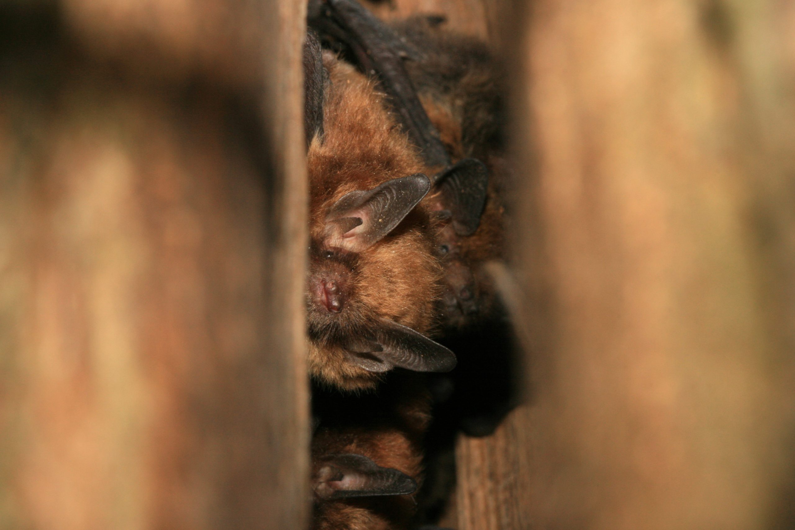 Atelier naturaliste d’initiation à l’étude des Chiroptères d’Île-de-France
