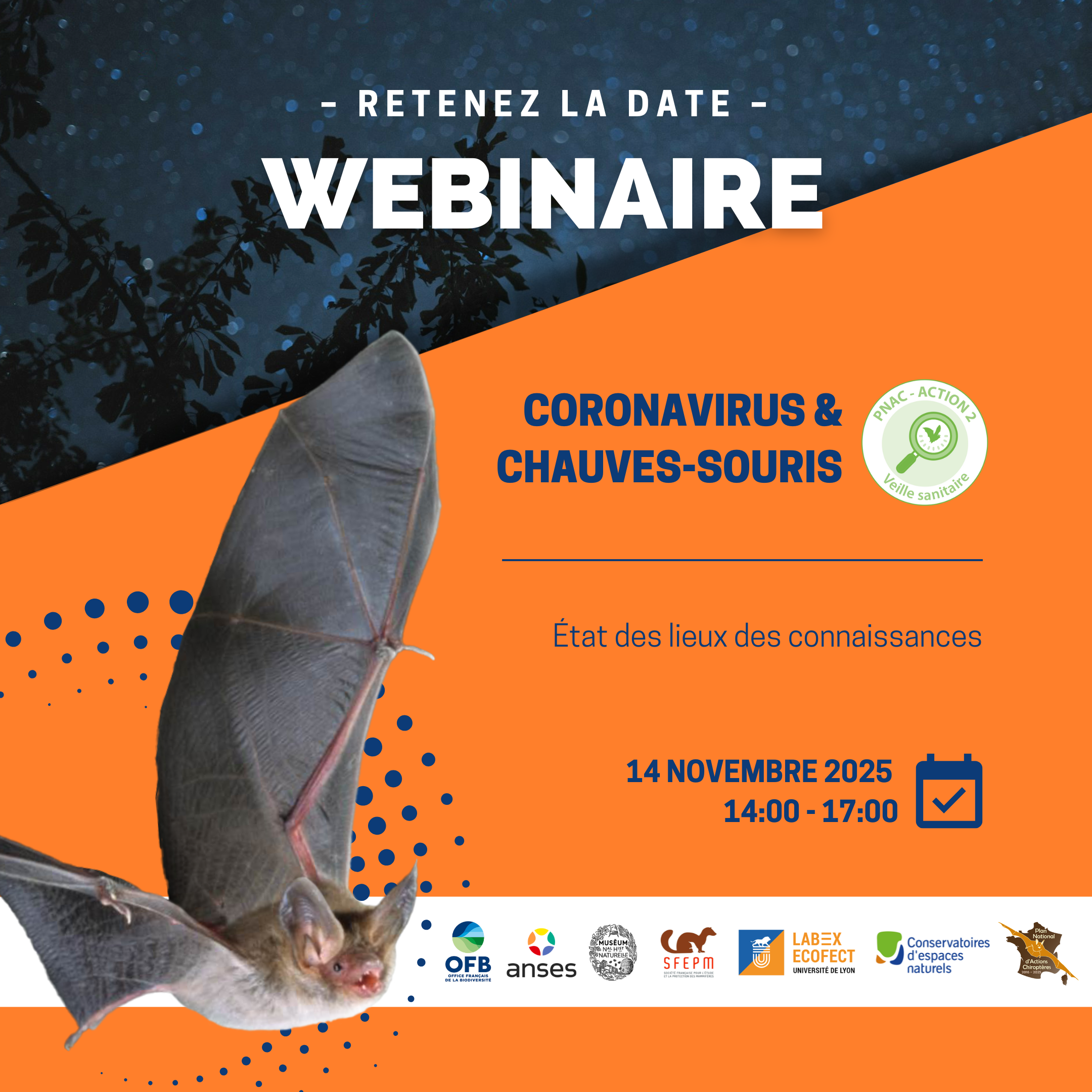 Webinaire chauves-souris et coronavirus