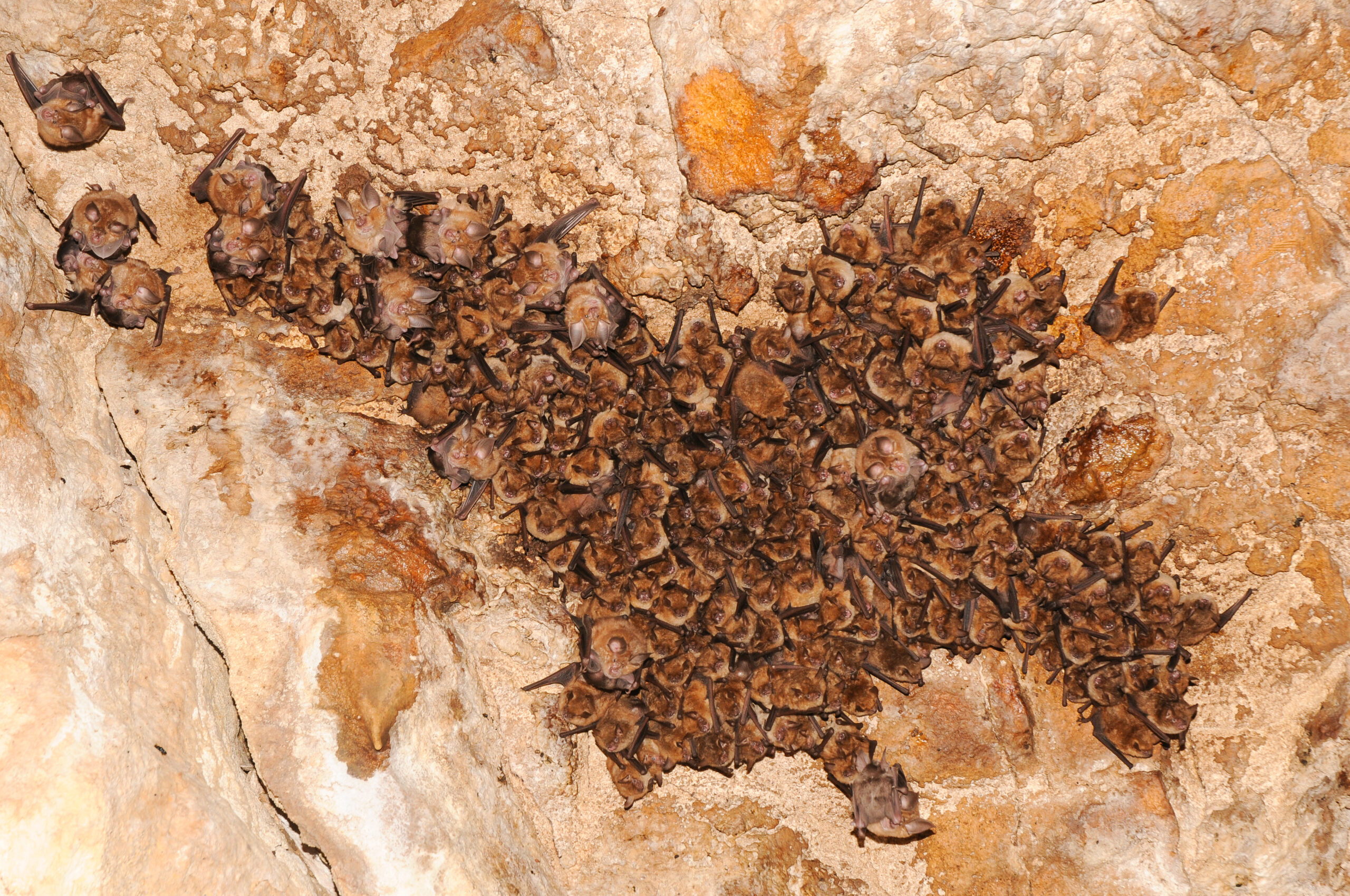 Planning des opérations de capture du programme “Chiroptères Cavernicoles Prioritaires en Nouvelle-Aquitaine”