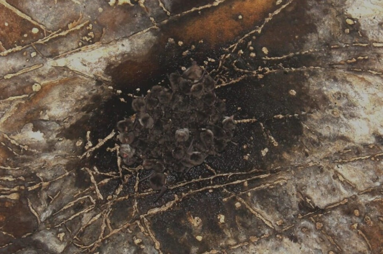 Protection concertée, biodiversité retrouvée : le retour d’une colonie de Murins de Capaccini dans la grotte de St-Eucher